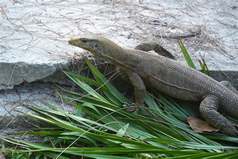  The Dragon of Pulau Langkawi - A Fierce Tale Echoing through Malaysian History!