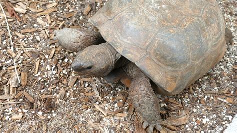  Unimaginable Transformations: How a Humble Tortoise Became the Ruler of All Animals in Ancient South Africa?