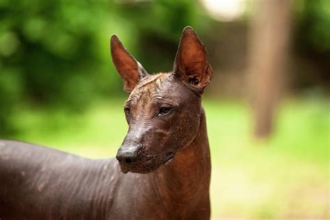  Xoloitzcuintli: An Ancient Mesoamerican Tale of Love, Loss, and Canine Companionship!